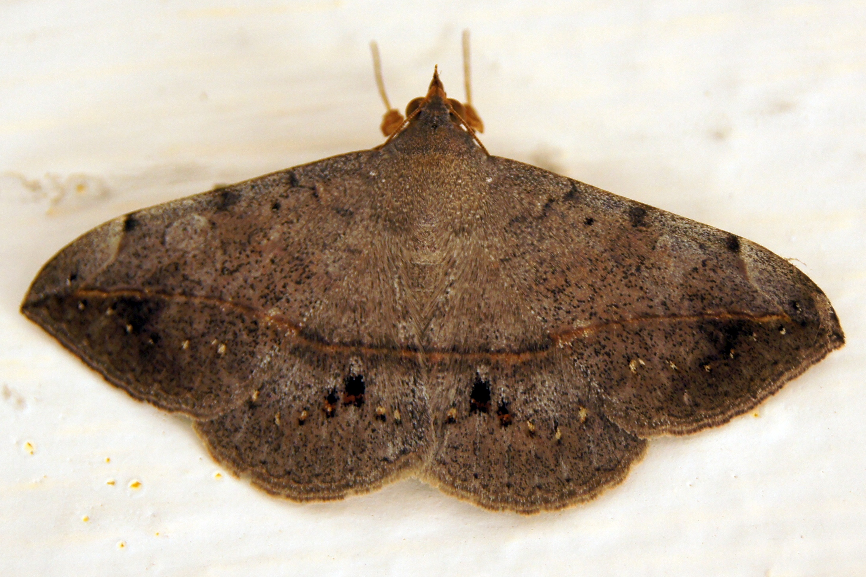 Stilbia bongiovannii - Sojabohnengreifer